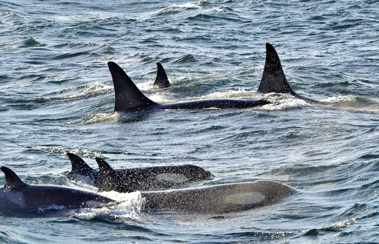 Imagen principal de DÍA MUNDIAL DE LOS OCÉANOS: EL MAR PATAGÓNICO SE CONSOLIDA COMO UN ESCUDO CRÍTICO CONTRA EL CAMBIO CLIMÁTICO GLOBAL