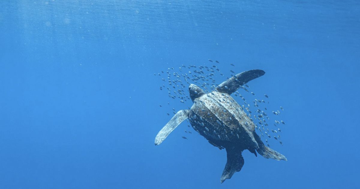 Imagen de 25 PAÍSES SE UNEN EN UNA INICIATIVA CIENTÍFICA HISTÓRICA PARA SALVAR A LA TORTUGA LAÚD DEL ATLÁNTICO