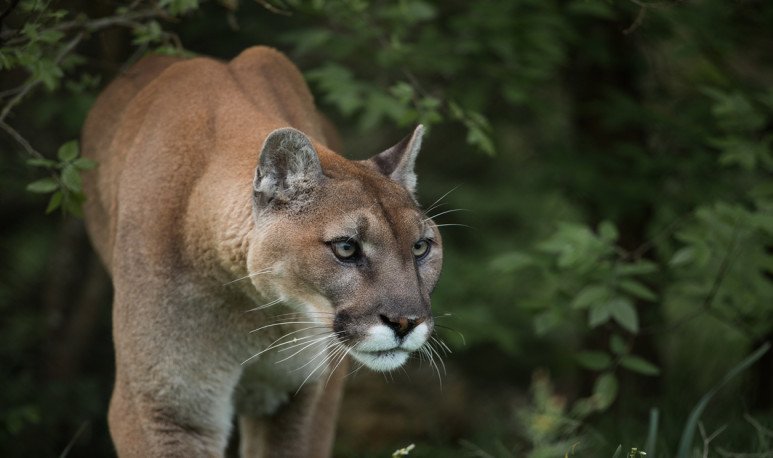 Imagen de LA VIÑA: INSTALARÁN CÁMARAS Y LUCES ESPECIALES PARA EVITAR QUE LOS PUMAS ATÀQUEN AL GANADO