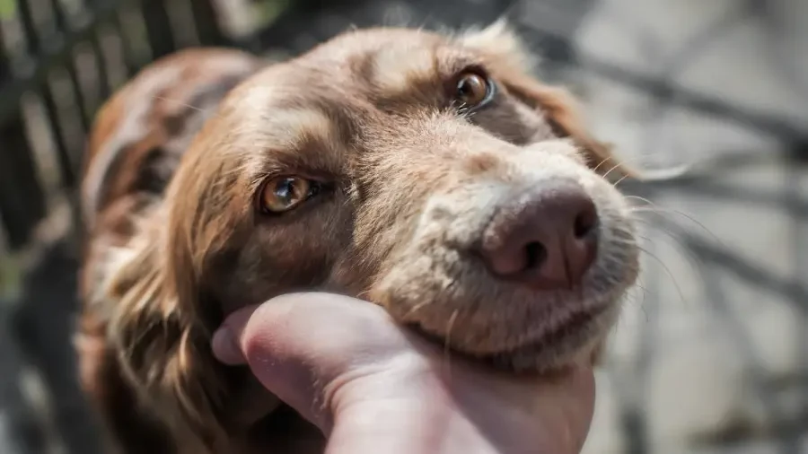 Imagen principal de ¿LICENCIA POR LA MUERTE DE TU MASCOTA? IMPULSAN UN PROYECTO DE LEY PARA TRABAJADORES PÚBLICOS EN BUENOS AIRES