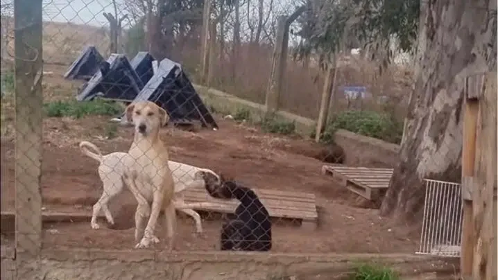 Imagen principal de POLÉMICA EN BUENOS AIRES POR LAS BRUTALES CAPTURAS DE PERROS EN PEHUAJÓ, CONFINAMIENTO Y BRUTALES DENUNCIAS EN UN REFUGIO MUNICIPAL