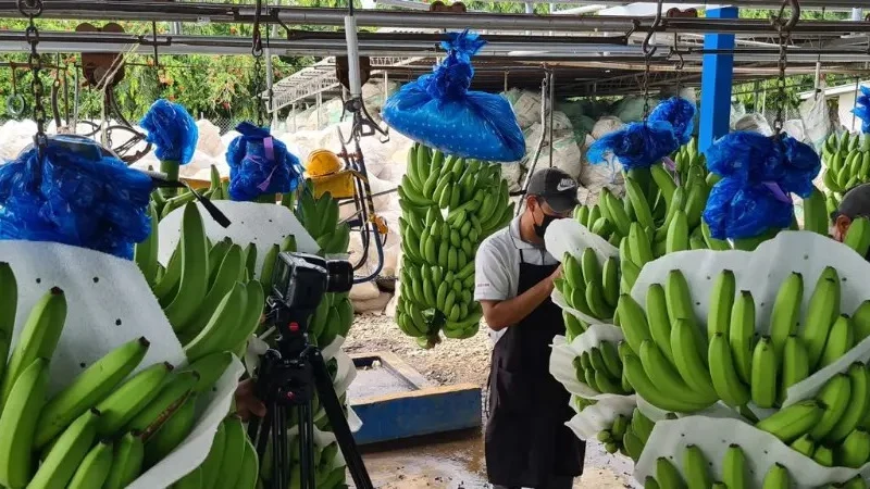 Imagen principal de LA PRODUCCIÓN BANANERA, EN RIESGO